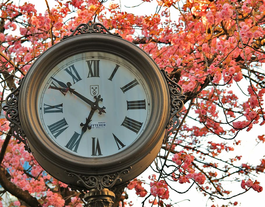 Pointer, Clock Face, Face, Time, time of, digits, cherry blossom HD wallpaper