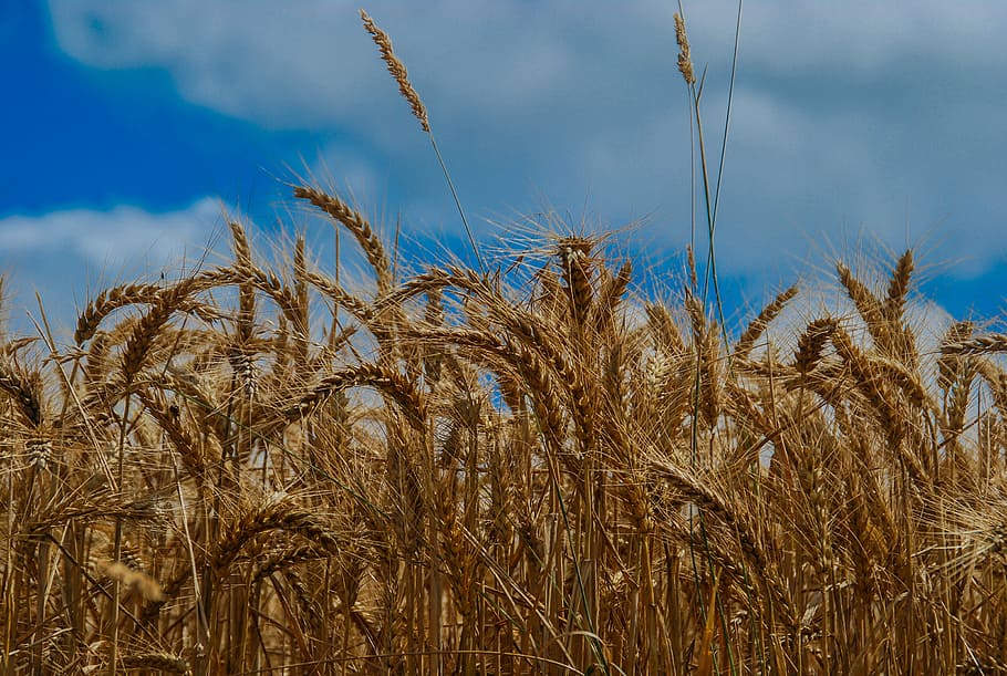 wheat field at daytime, brown whey, grain, crop, corn, yellow, HD wallpaper