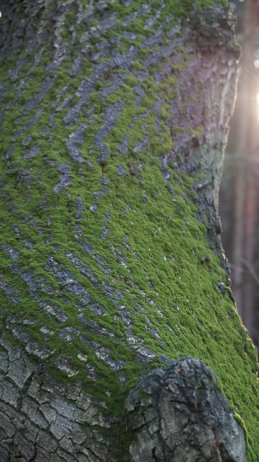 moss, tree, green, pattern, texture, surface, wood, nature HD wallpaper