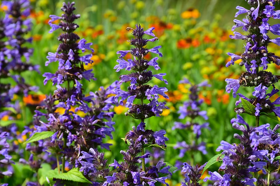 purple flowers in shallow focus lens, lavender, violet, garden, HD wallpaper