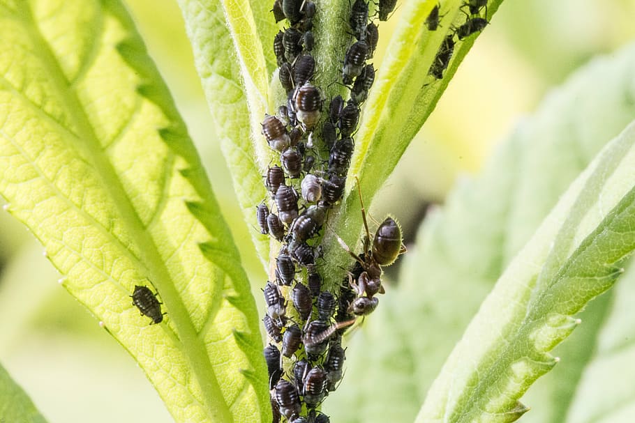 aphids, ant, lice, insect, macro, insect infestation, macro photography HD wallpaper