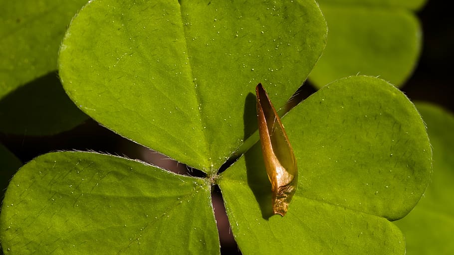 klee, sorrel, forest, macro, forest floor, forest clover, green color HD wallpaper
