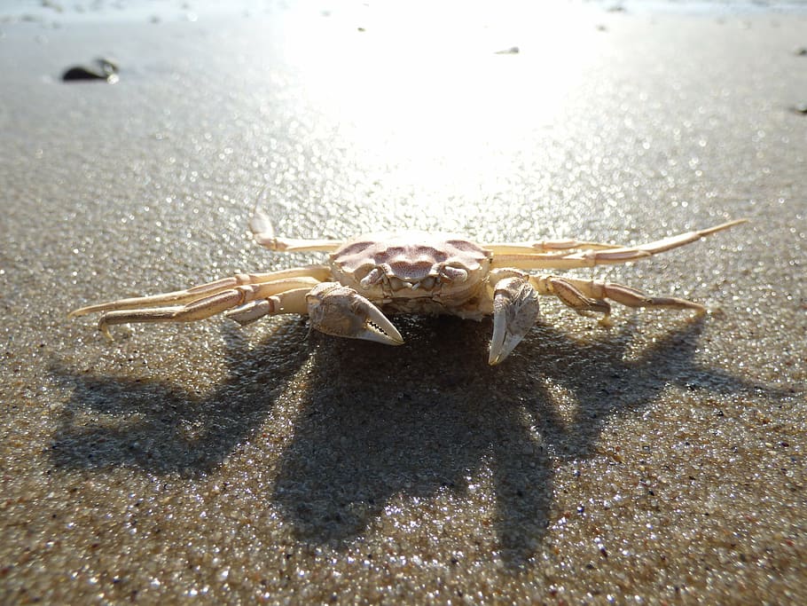 crab, cancer, beach, shellfish, meeresbewohner, pliers, creature HD wallpaper