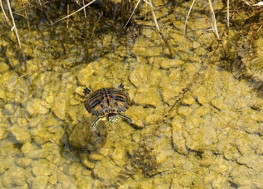 turtle, water, pond, panzer, animal, water turtle, nature, swim HD wallpaper