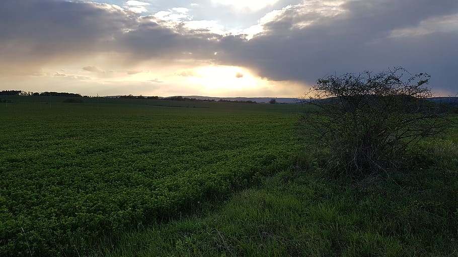 field, meadow, sun, sunset, clouds, sky, heaven, bush, plant HD wallpaper