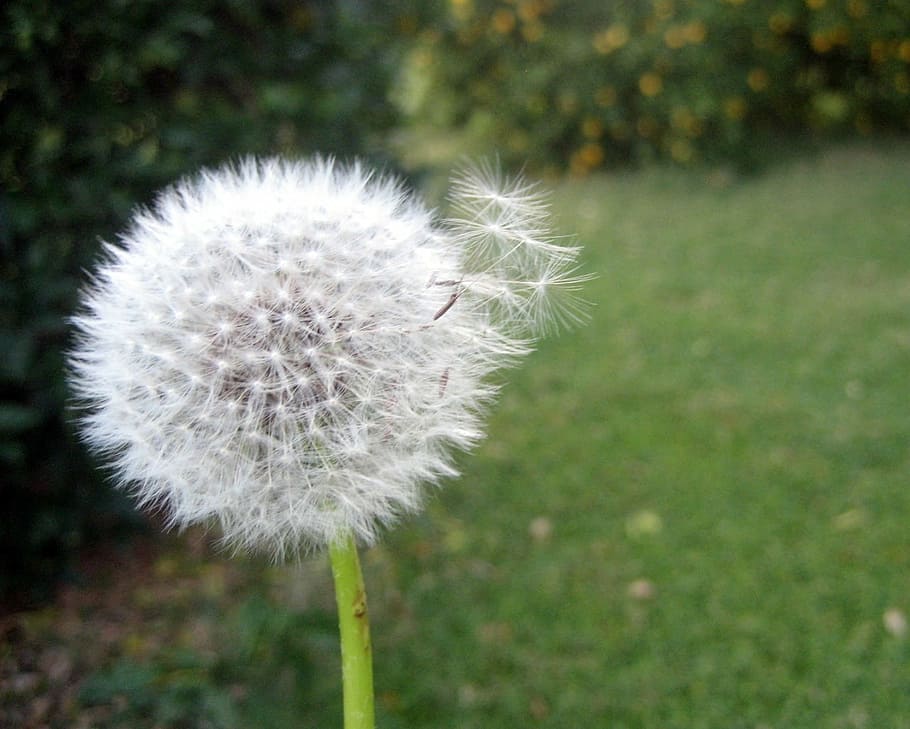 dandelion, breeze, wind, flower, yard, green, nature, plant HD wallpaper
