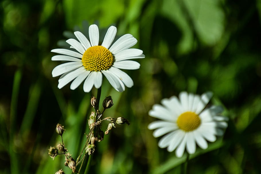 Daisy, Flower, White, Nature, green, spring, summer, flowering HD wallpaper