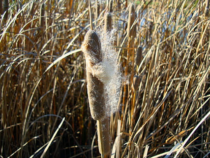 cattails, typha, plant, typhaceae, corn dog grass, bulrush HD wallpaper