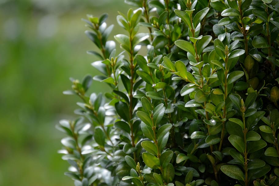 boxwood, nature, garden, plant, leaves, green, growth, plant part
