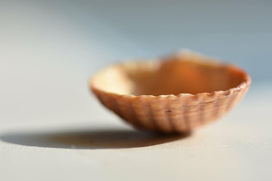 shell, macro, seashells, sink, nature, marine, food and drink HD wallpaper