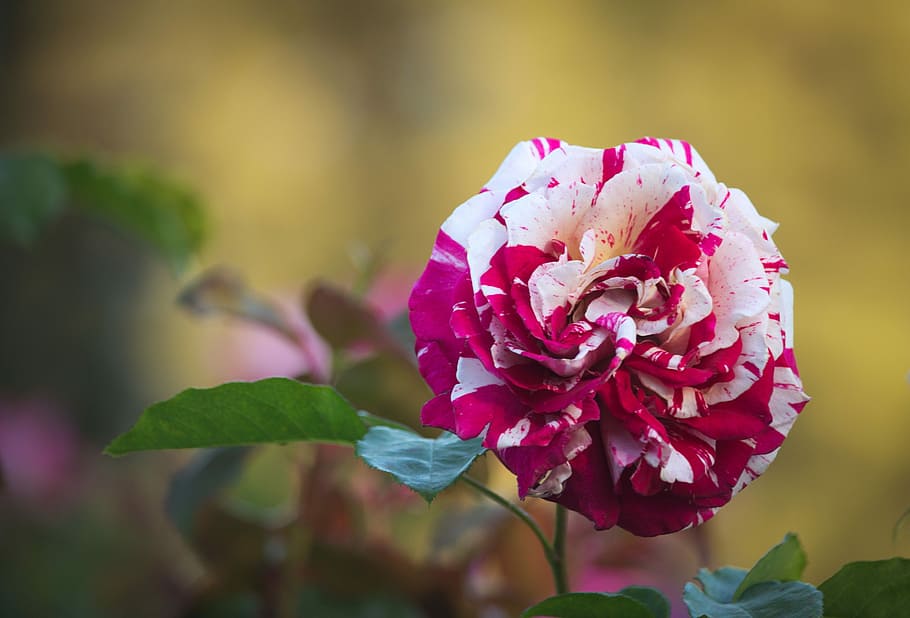 colors, variety, rose, flowering plant, beauty in nature, freshness HD wallpaper
