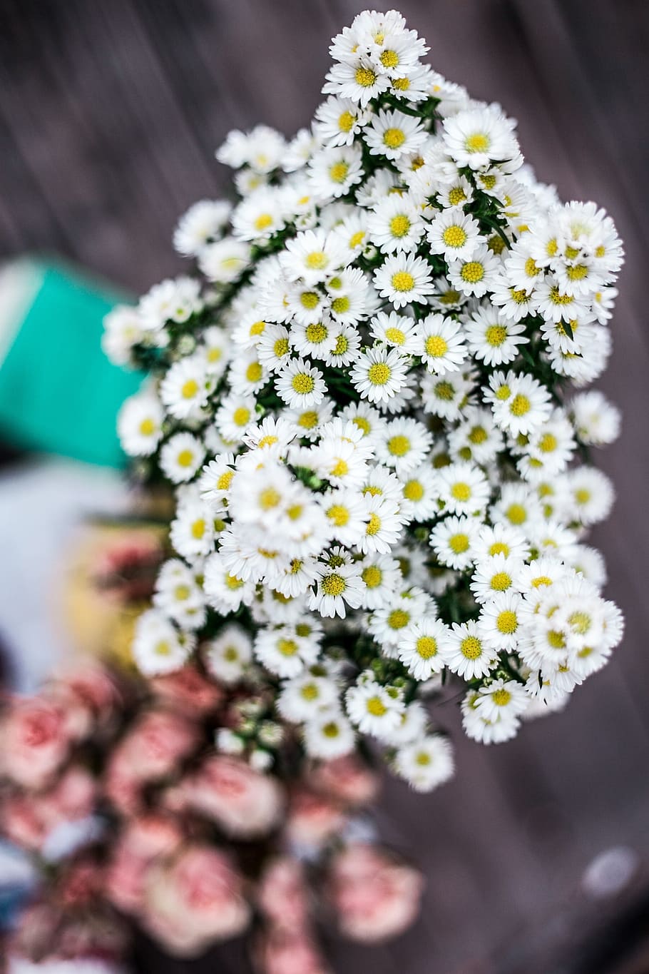 white, petal, flower, bloom, bouquet, bunch, blur, flowering plant HD wallpaper