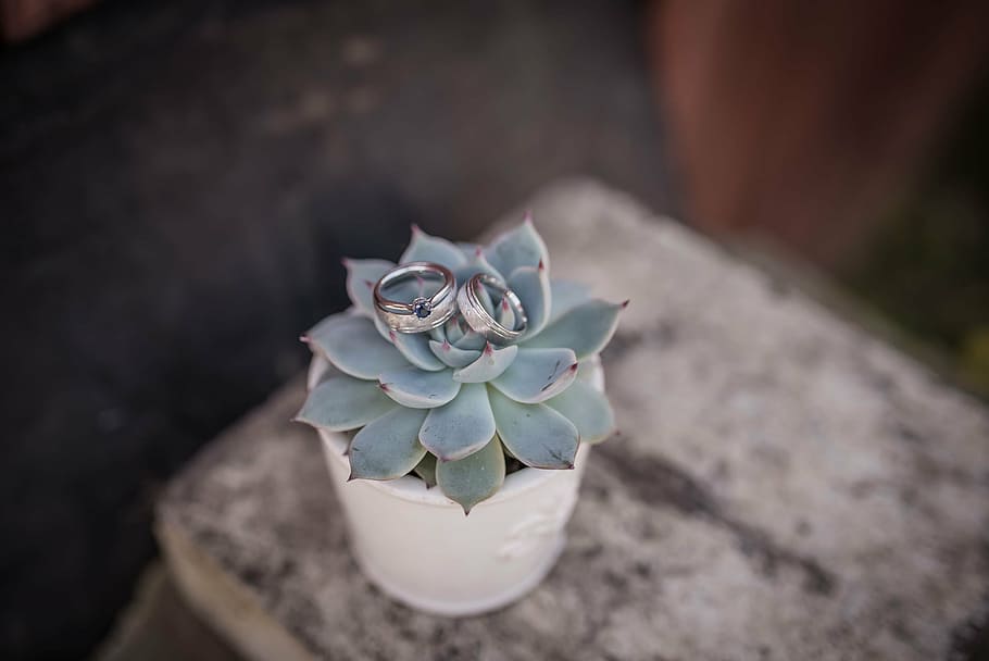 green succulent plant in white pot, wedding, couple, ring, photography HD wallpaper