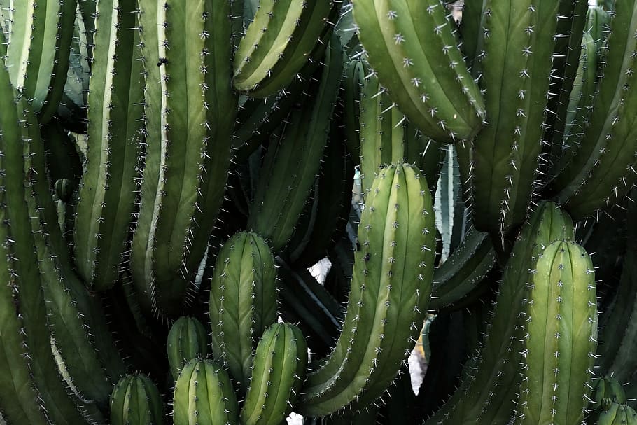green cactus plants, cacti forest, big, barcelona, park, growth