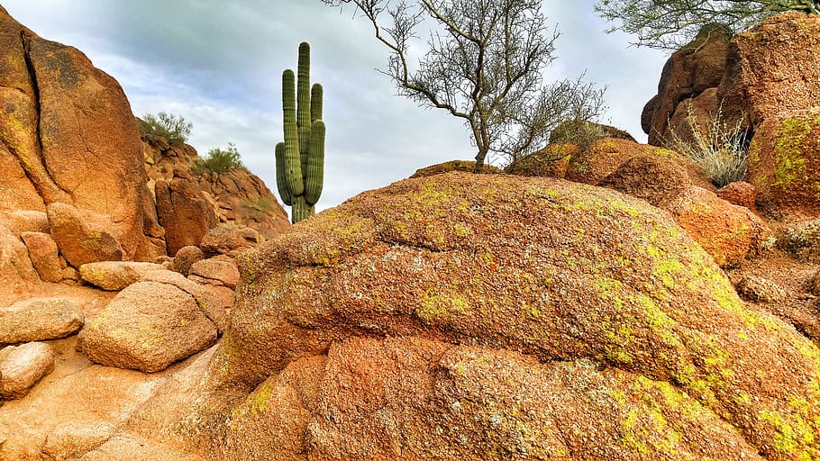 desert, cactus, arizona, solid, rock, rock - object, no people HD wallpaper