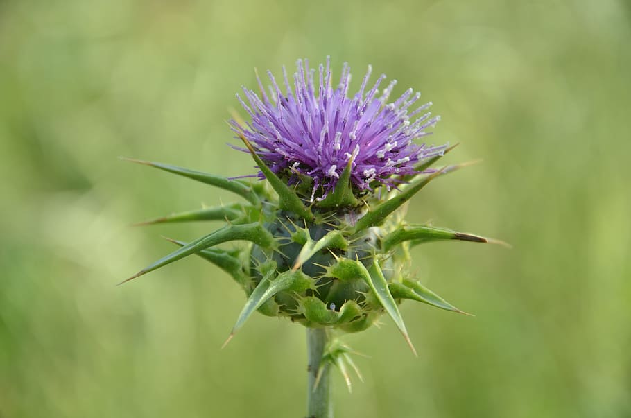 Flower, Nature, Green, purple, growth, fragility, plant, flowering plant HD wallpaper