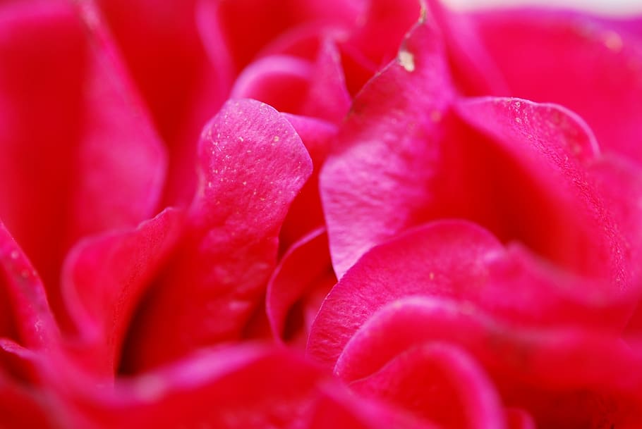 rose, red, petals, nature, background, flower, flowering plant HD wallpaper