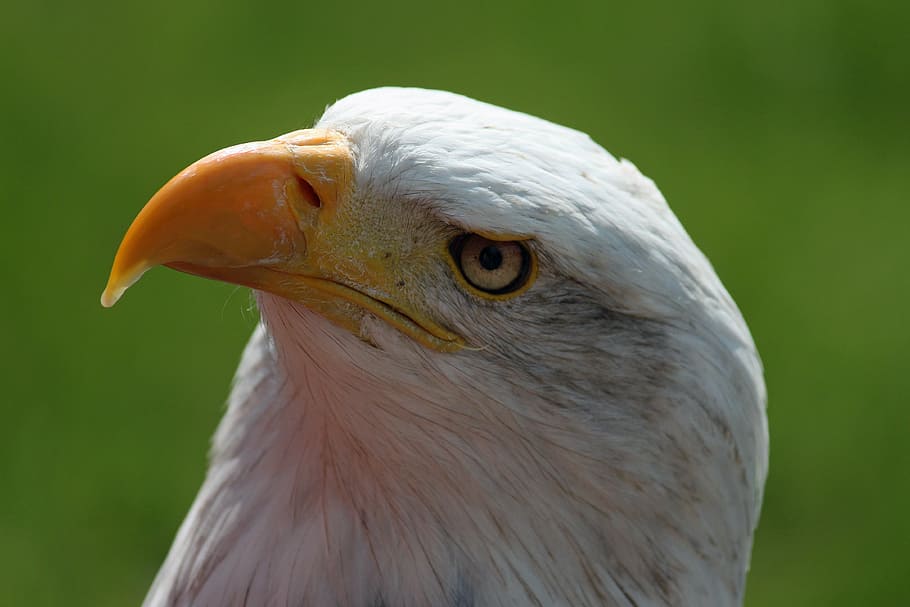 bill, head, detail, raptor, adler, white head, portrait, bird HD wallpaper