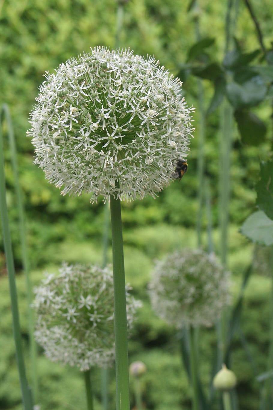 miracles, nature, all the time, plant, freshness, growth, close-up HD wallpaper