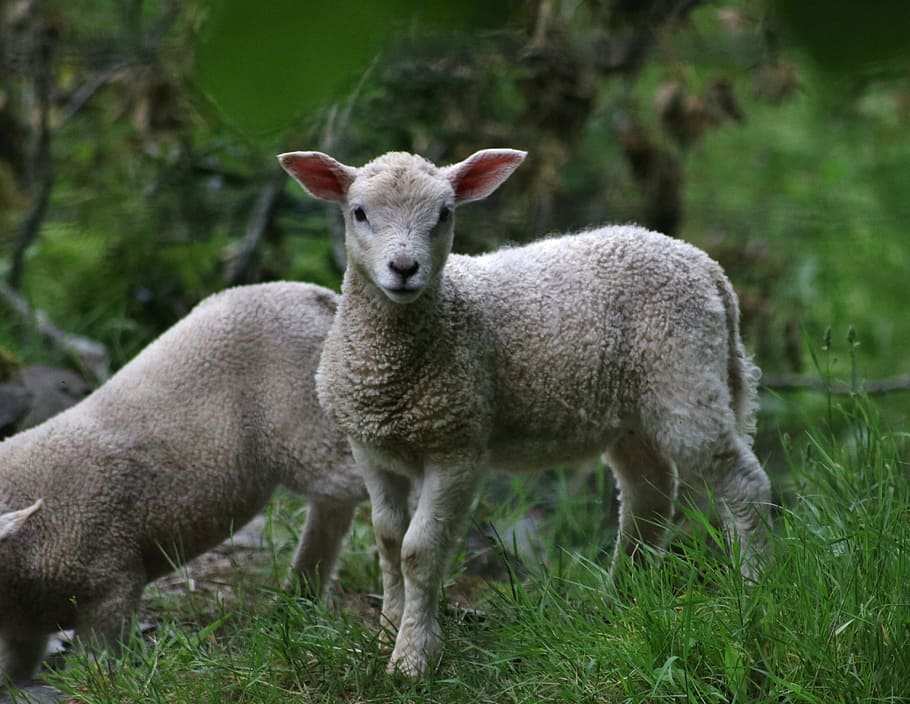 two gray lambs on grass field, nature, sheep, farm, animal HD wallpaper