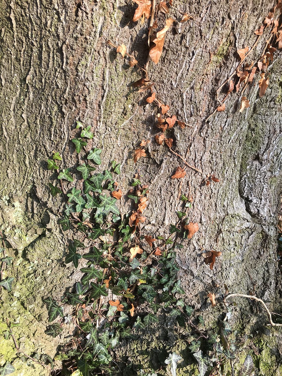 Log, Old, Tree, Ivy, Nature, old tree, gnarled, structure, textured HD wallpaper