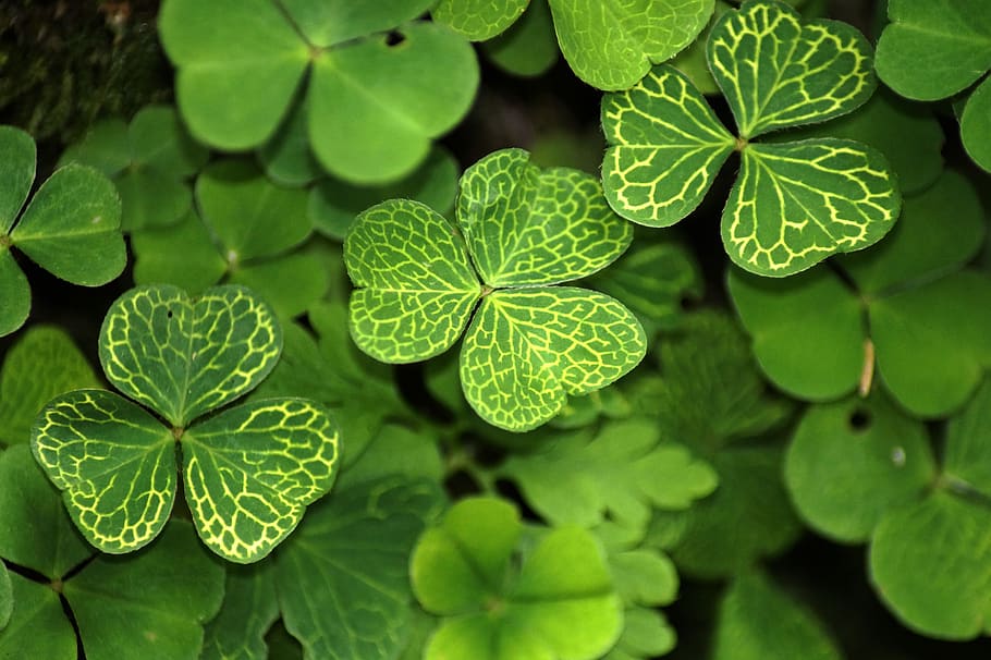 Lucky clover 1080P, 2K, 4K, 5K HD wallpapers free download | Wallpaper Flare