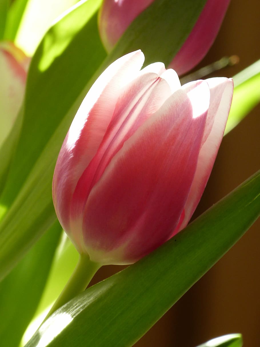 tulip, blossom, bloom, pink, flowers, plant, nature, schnittblume HD wallpaper