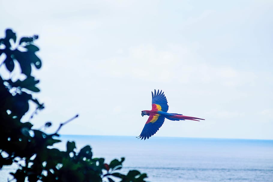Costa RIca, blue and red macaw hovering near tree and ocean, bird HD wallpaper