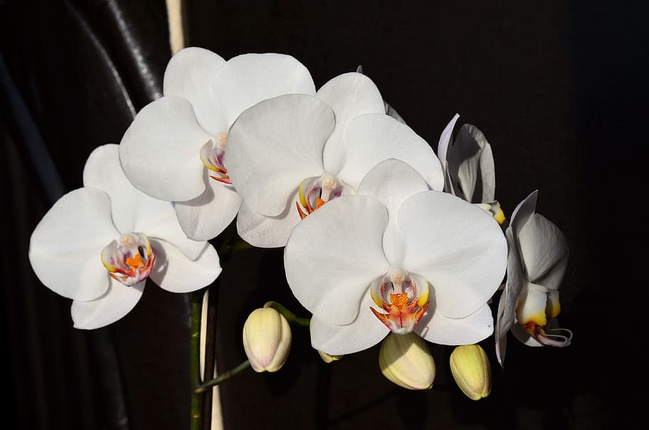 white flowers, Orchid, White, Flower, Nature, Plant, beautiful HD wallpaper
