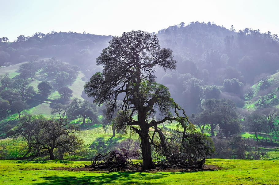 trees, green, grass, forest, hills, nature, landscape, plant HD wallpaper