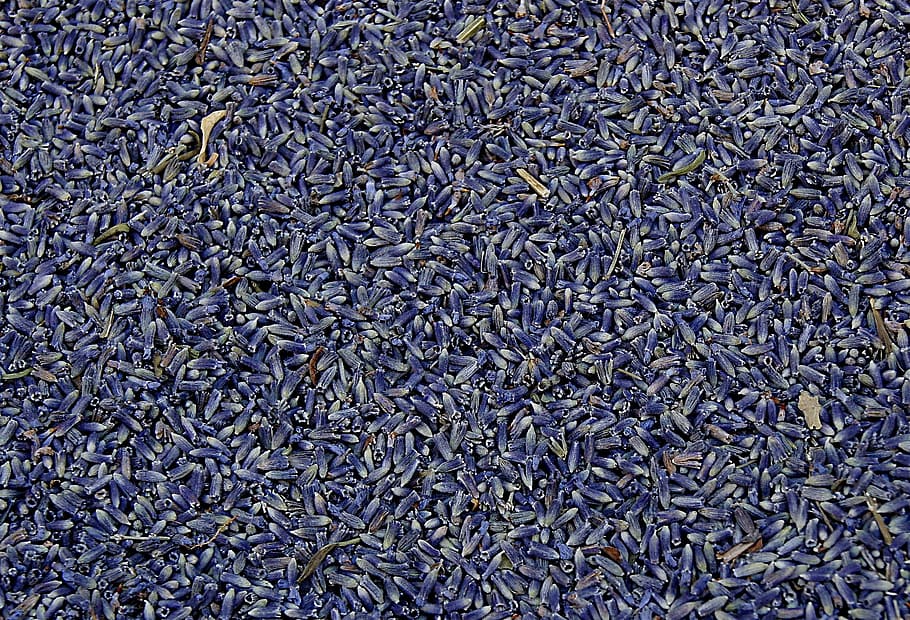 lavender, dried, plant, herbal, natural, flower, aromatherapy HD wallpaper