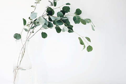 green moringa plant on clear glass vase, leaf, white, background HD wallpaper