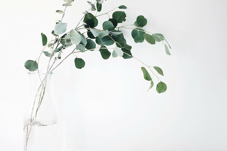 Cây moringa xanh trên lọ thủy tinh trắng là cảm hứng toát lên từ sự gần gũi với thiên nhiên và sự đơn giản đến tuyệt vời. Khám phá hình ảnh liên quan đến keyword và cảm nhận sự thanh lịch của cây xanh trên nền trắng tinh tế.