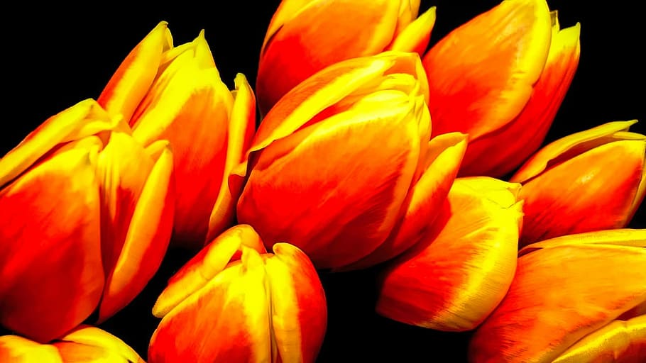 flower, tulip, nature, bright, flora, freshness, flowering plant HD wallpaper