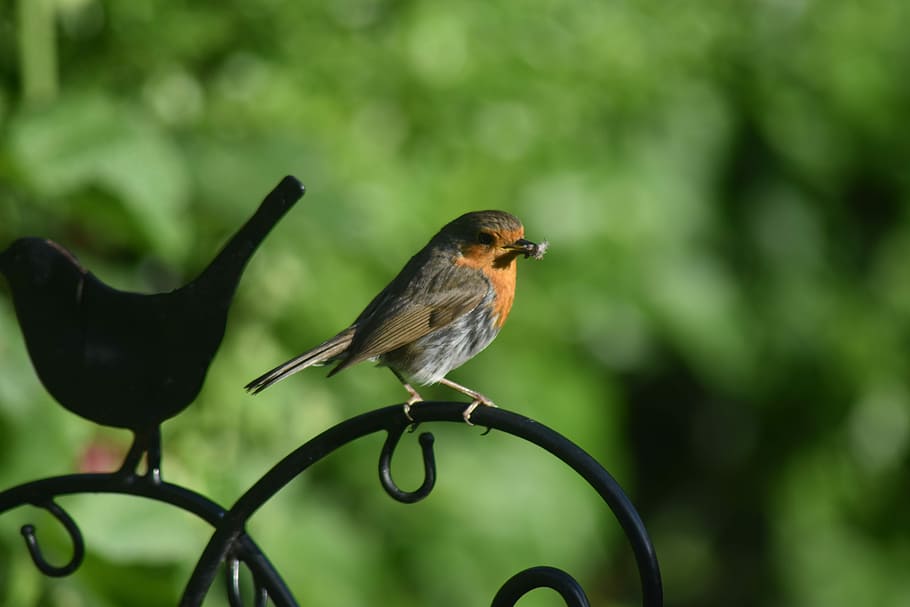 Robin, Bird, England, Nature, Animal, wildlife, red, natural, HD wallpaper