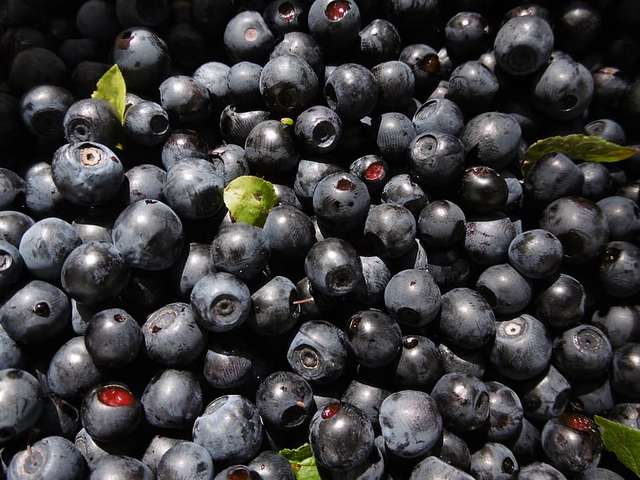 blueberries, forest, berry, blueberry, fruits, purple, healthy eating HD wallpaper