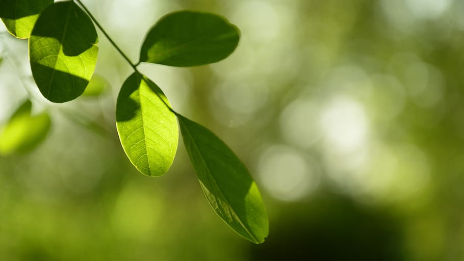 green, leaf, the rays, sun, plant part, green color, nature HD wallpaper
