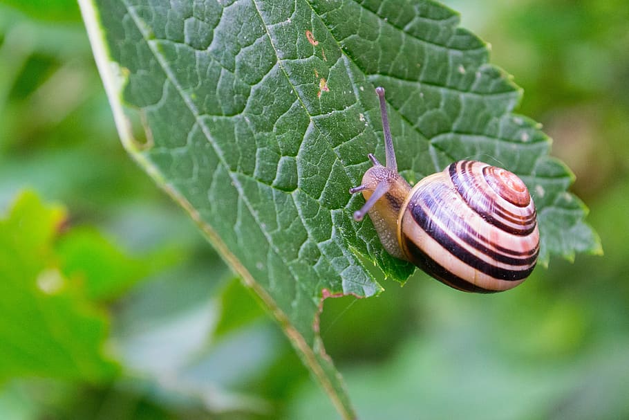 snail, shell, mollusk, crawl, slowly, animal, leaf, invertebrate HD wallpaper