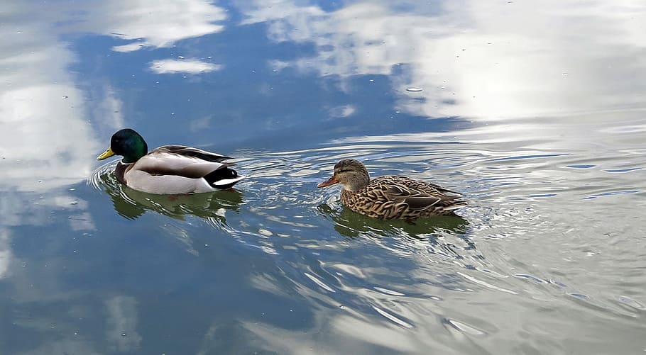ducks, river, water, couple, mirroring, landscape, nature, clouds HD wallpaper
