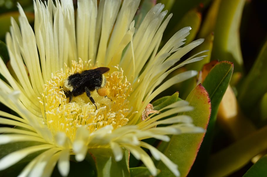 bumblebee, flower, pollination, wild, collect, flowering plant HD wallpaper