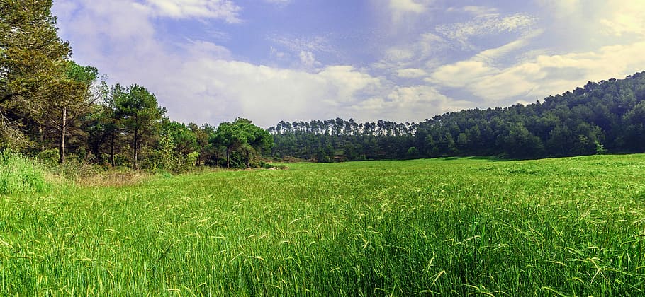 wheat, field, cereals, grain, nature, agriculture, landscape HD wallpaper