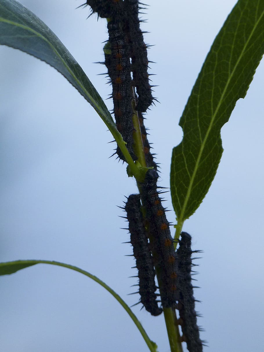 caterpillars, leaves, insects, leaf, wildlife, nature, bug HD wallpaper