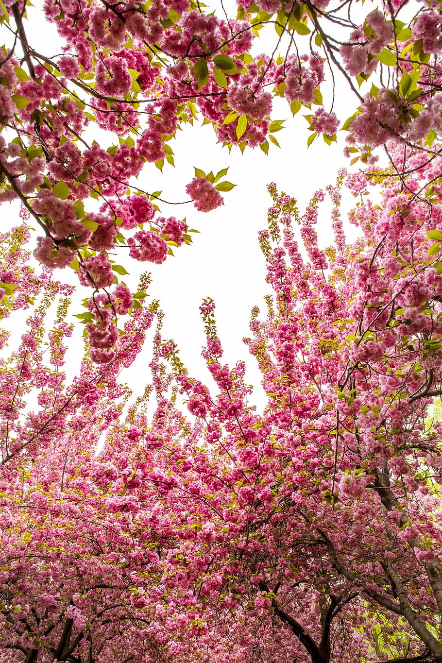 low angle photo of pink flowers at daytime, tree, season, spring HD wallpaper