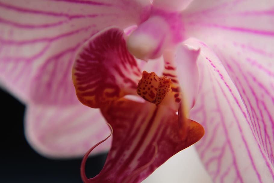 Orchid, Calyx, Macro, Close, Flower, blossom, bloom, close up HD wallpaper
