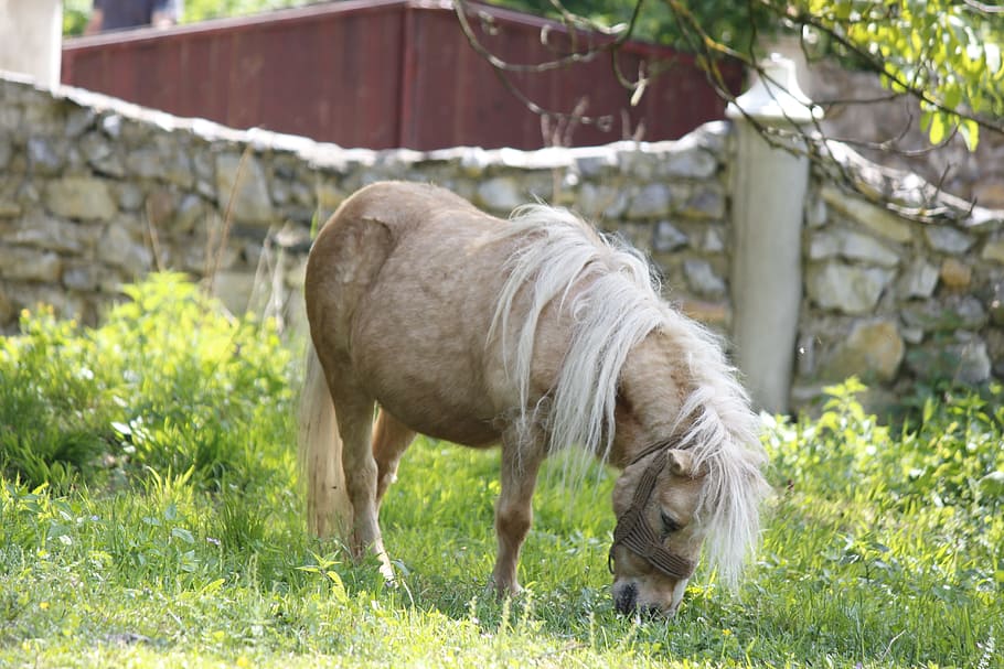 pony, grass, feed, sweet, nature, cute, green, mammal, animal themes HD wallpaper