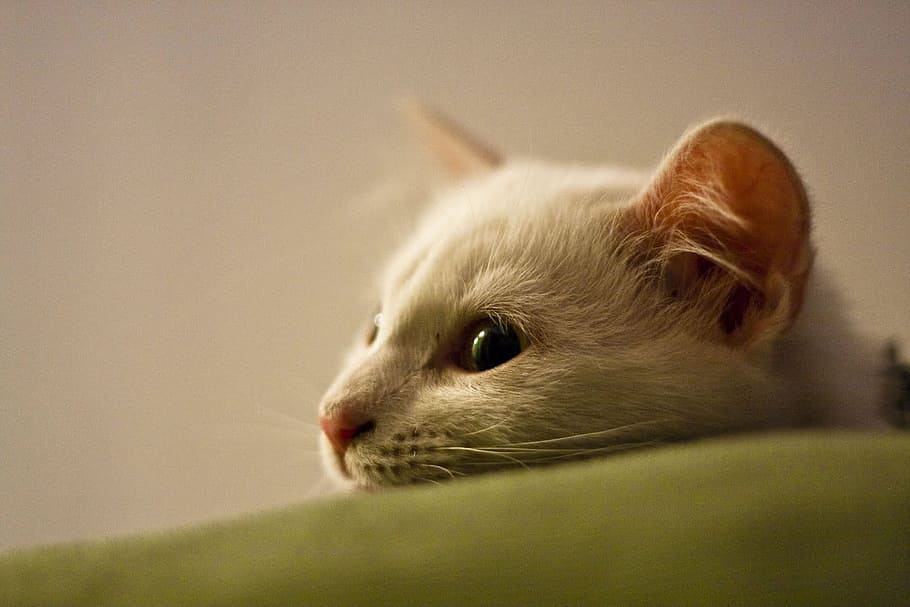 Cat, Sofa, Pet, Feline, Relaxation, one animal, animal themes HD wallpaper