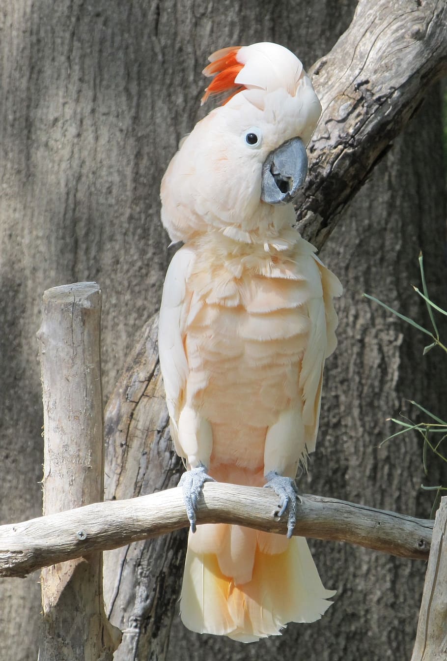 cockatoo, bird, exotic, white, perched, plumage, parrot, cacatuidae