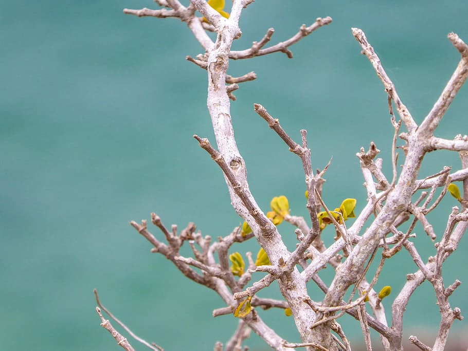 branch, engine, sea, turquoise, rest, macro, close, beach, wood HD wallpaper