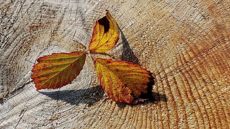 yellow and red leaf, autumn, fall foliage, herbstimpression HD wallpaper