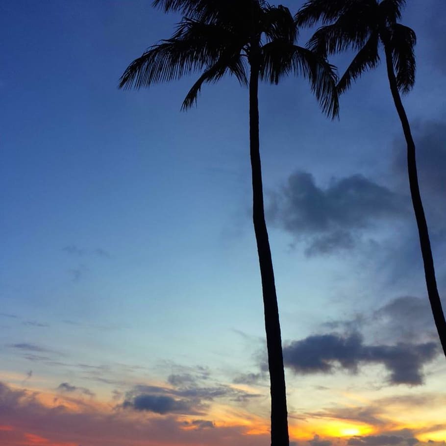 palm, tropical, island, sunset, sky, hawaii, nature, cloud - Sky HD wallpaper